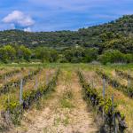 Discovery of the Corbières Vineyards: 7-Day Itinerary between Terroir, Exceptional Wines, and Medieval Landscapes