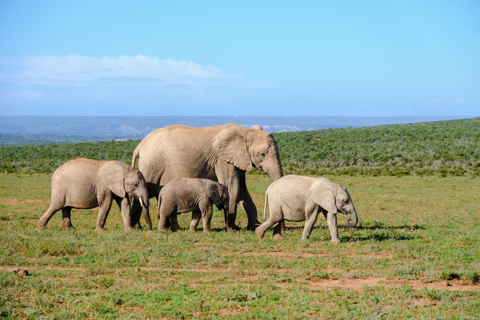 12 days in South Africa: safari and urban adventures