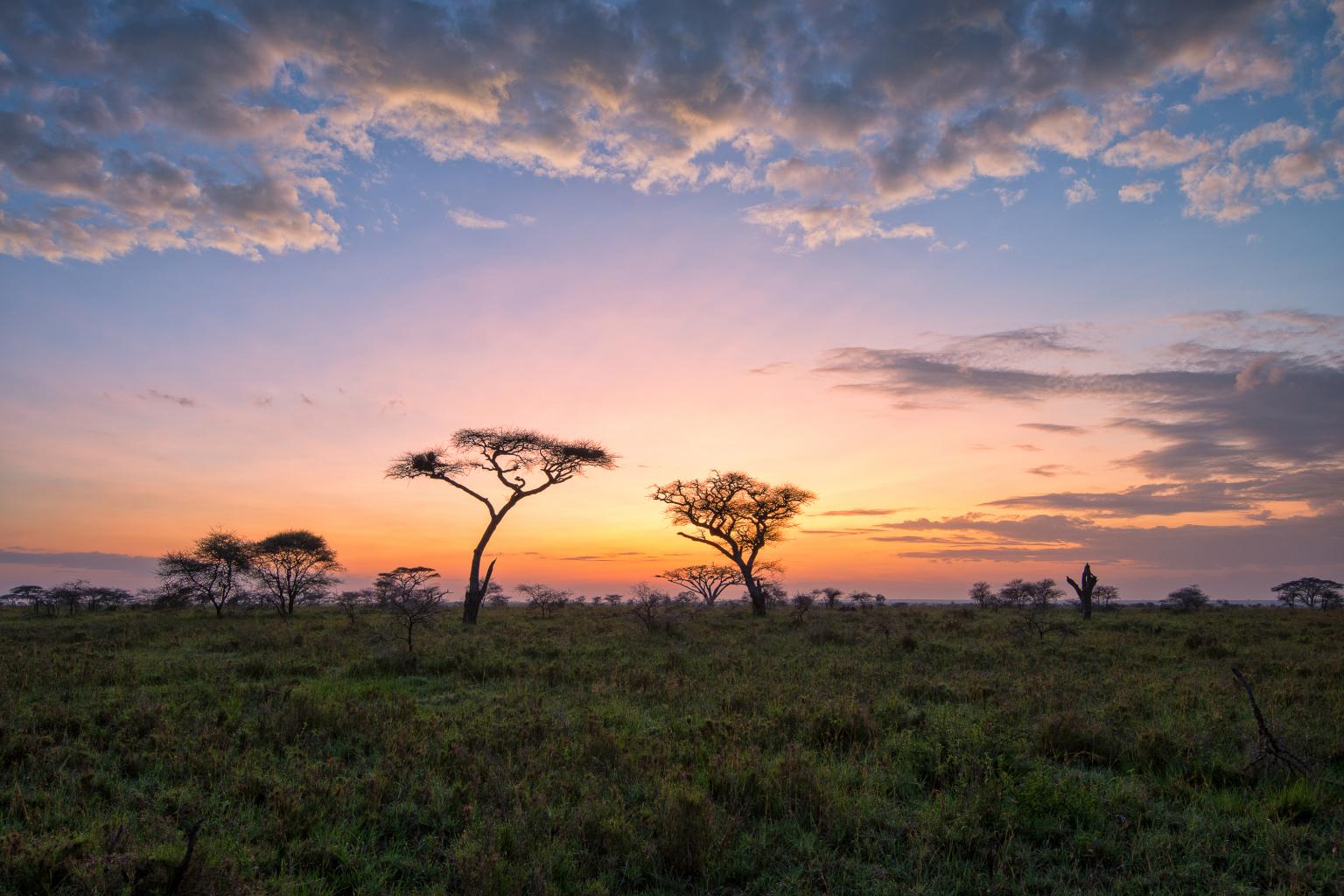 Avventura in Tanzania: Safari Selvaggi e Isole da Sogno