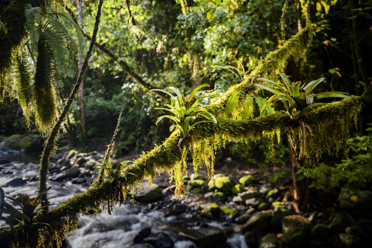 Voyage Sportif au Costa Rica: 10 Jours d'Aventure Nature