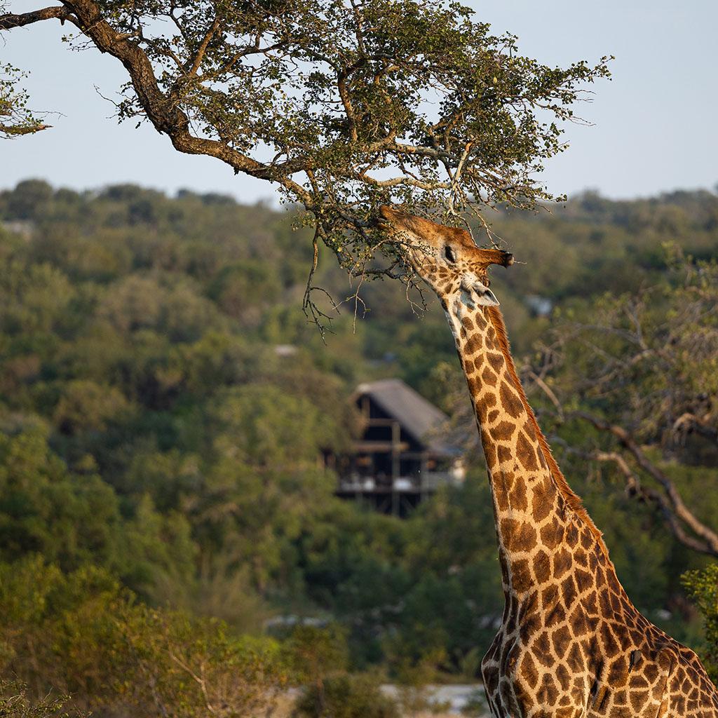 Safari in South Africa: 14-Day Itinerary to Explore Kruger, Pilanesberg, and the Big Five